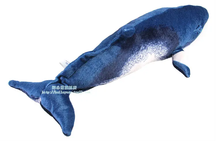 minke whale 04