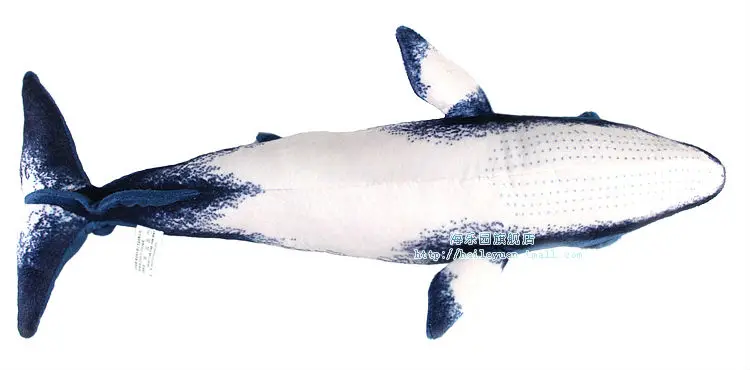 minke whale 05