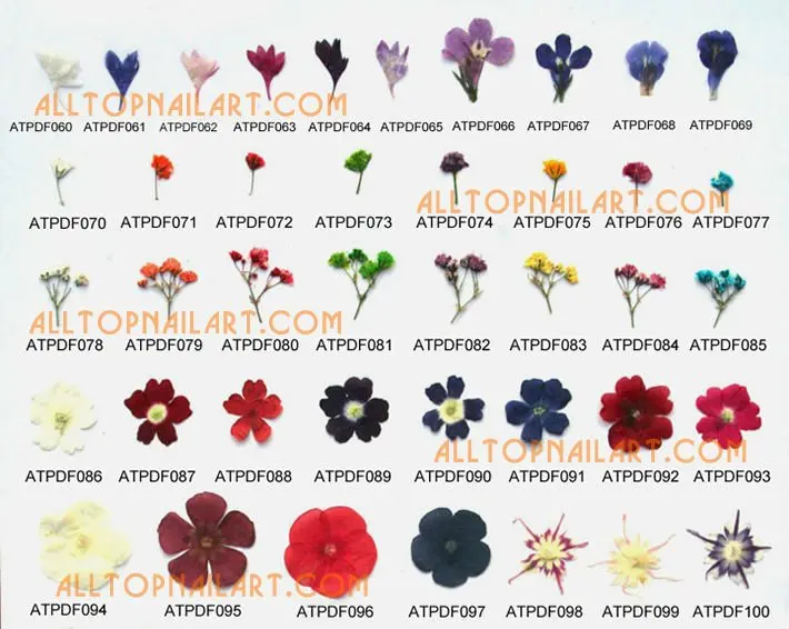 driedflower_pressedflower-P1_01.jpg