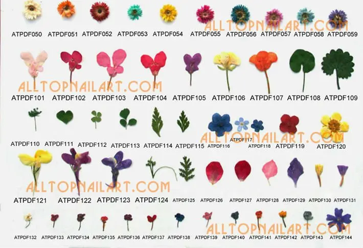 driedflower_pressedflower-P1_02.jpg