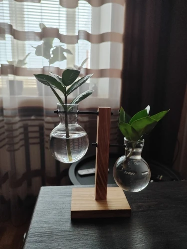 Hydroponic Plant Terrarium Vase photo review