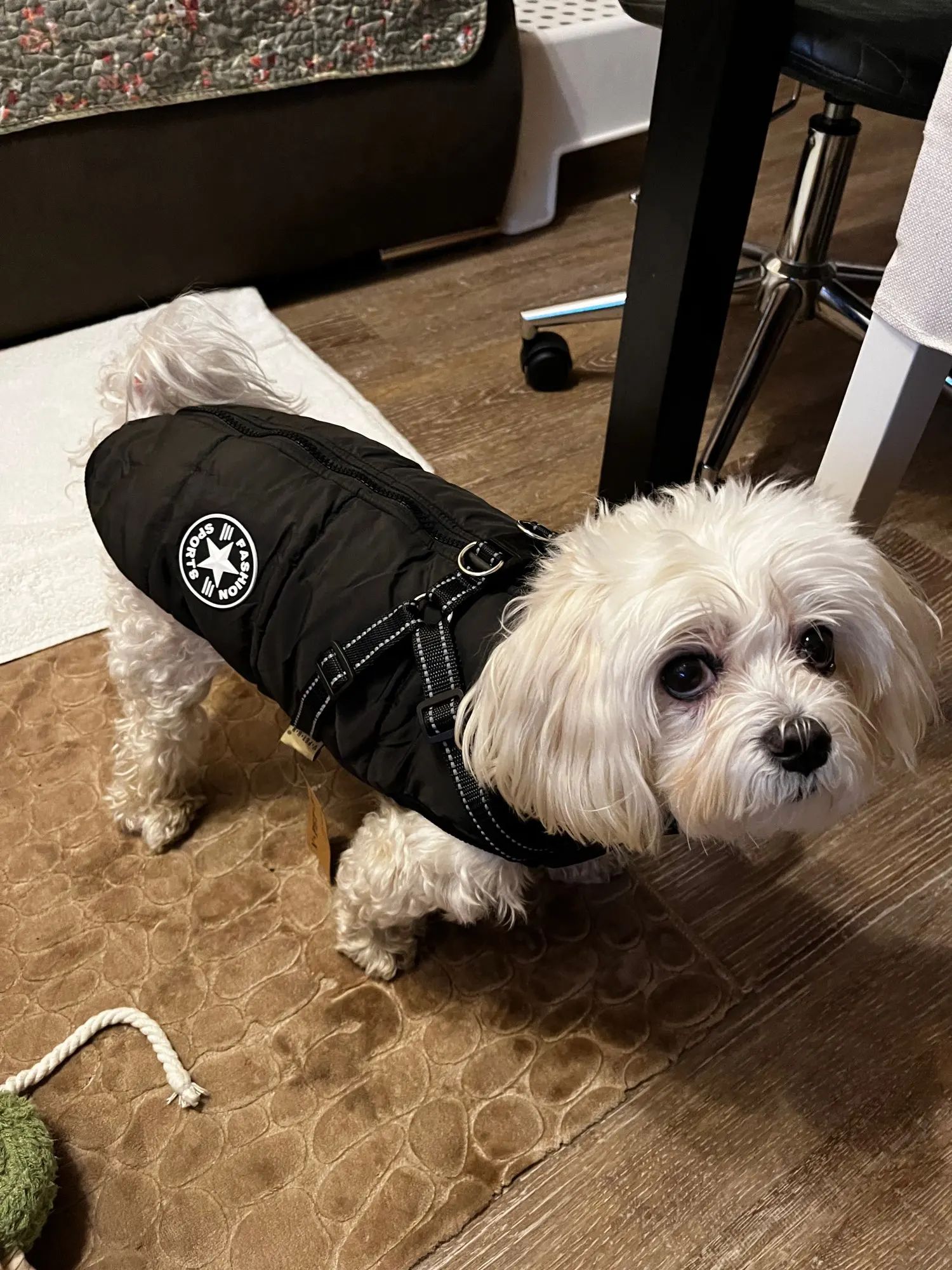 ( Black Friday Sale-40%OFF ) Pawbibi Sport - Waterproof Winter Jacket with Built-in Harness