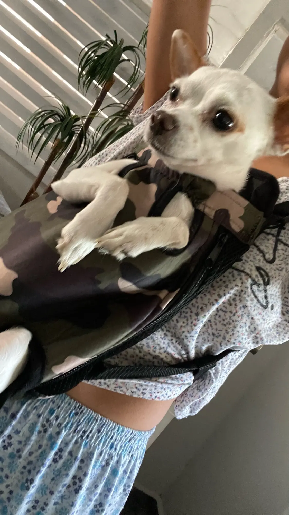 Sac de transport ventral pour chien