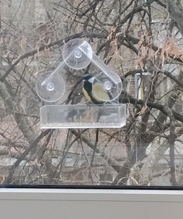 The Transparent Window Bird House