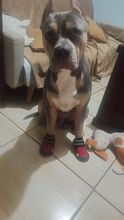SuperTop Shop | Rubber Running Shoes For Dogs