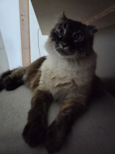 meias masculina kit 12 pares，12 Pares meias masculino,Meias De Barco，meias esportivas，meias de algodão masculino，respirável,mens photo review