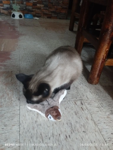 Catnip Squeaky Bird Plush (No Flying) photo review
