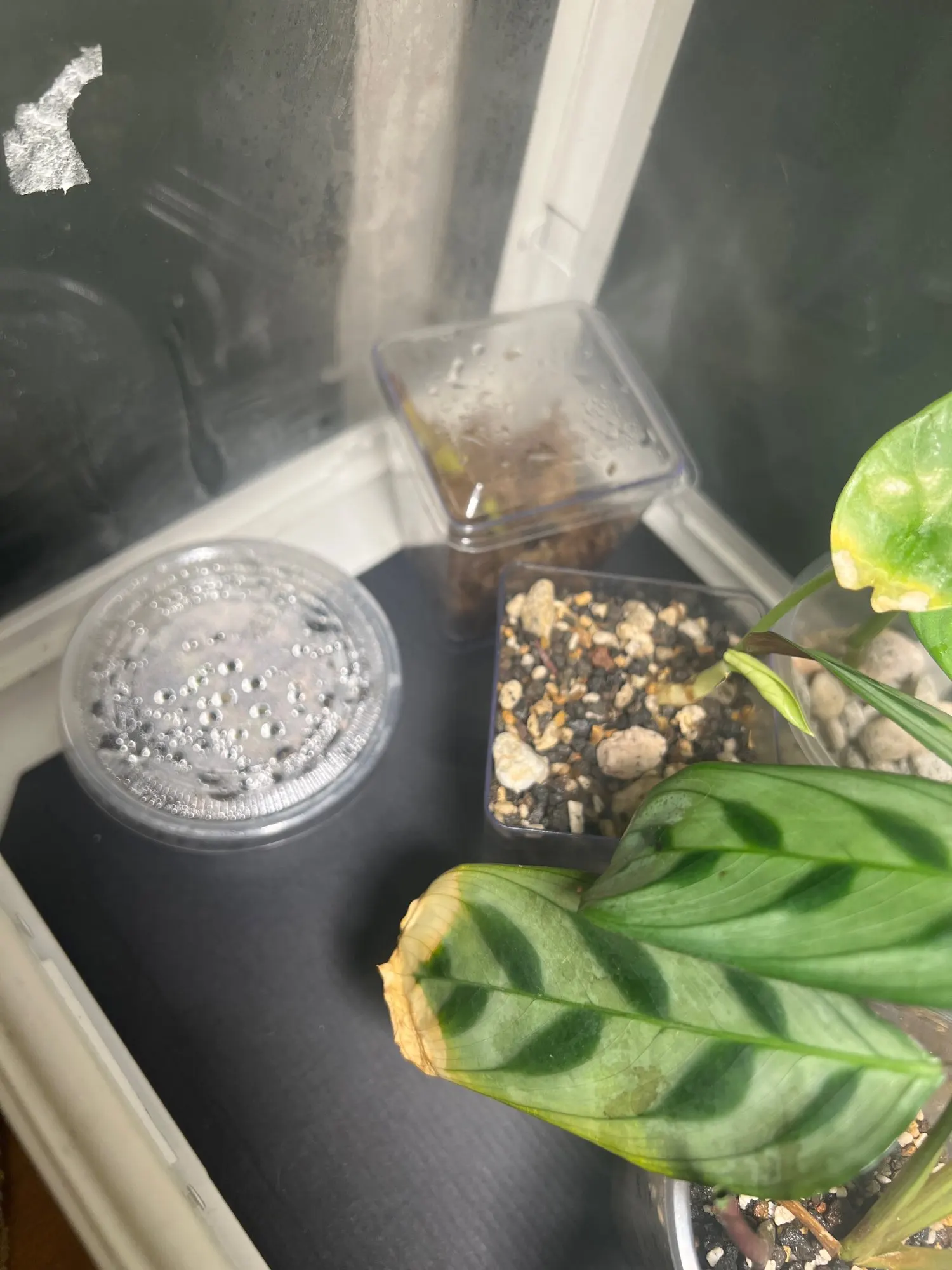 USB Pet Heating Pad Reptile Heat Mat Electric Blanket Heater Incubator Mat photo review