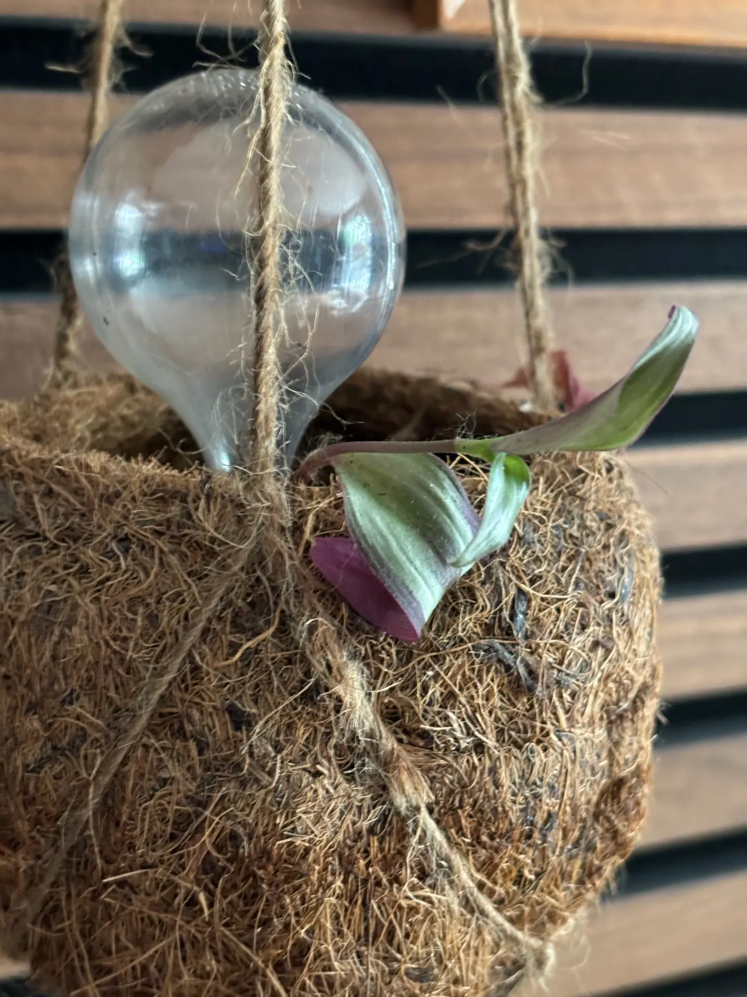 Cutie Automatic Plant Waterer