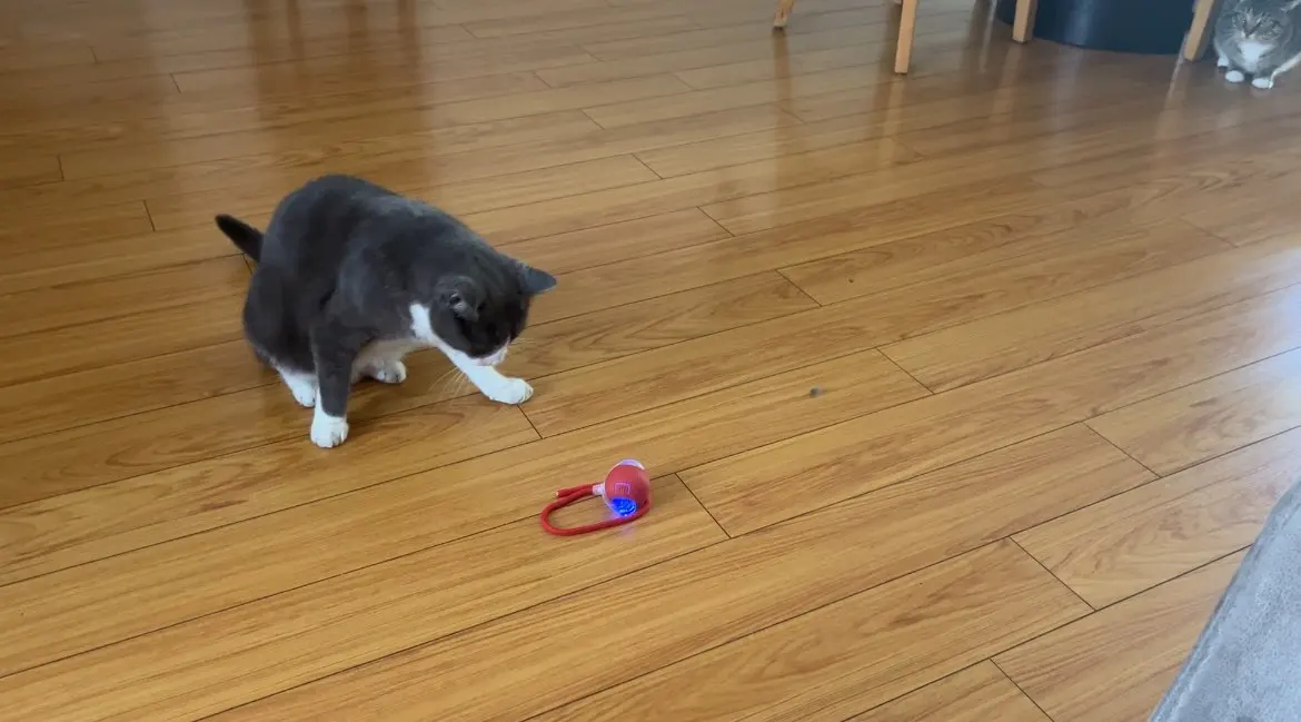 New Cat Interactive Ball Toy Automatic Rolling Ball Faux Tail Rechargeable Smart Pet photo review