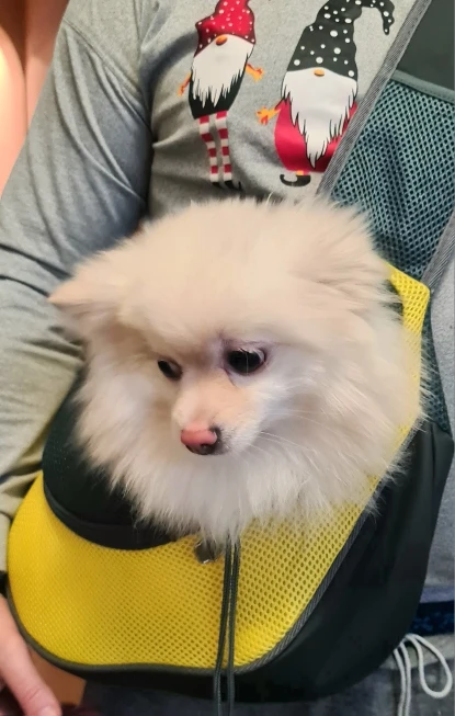 Pet Puppy Carrier Shoulder Bag | Mesh Oxford Hands-Free Sling photo review