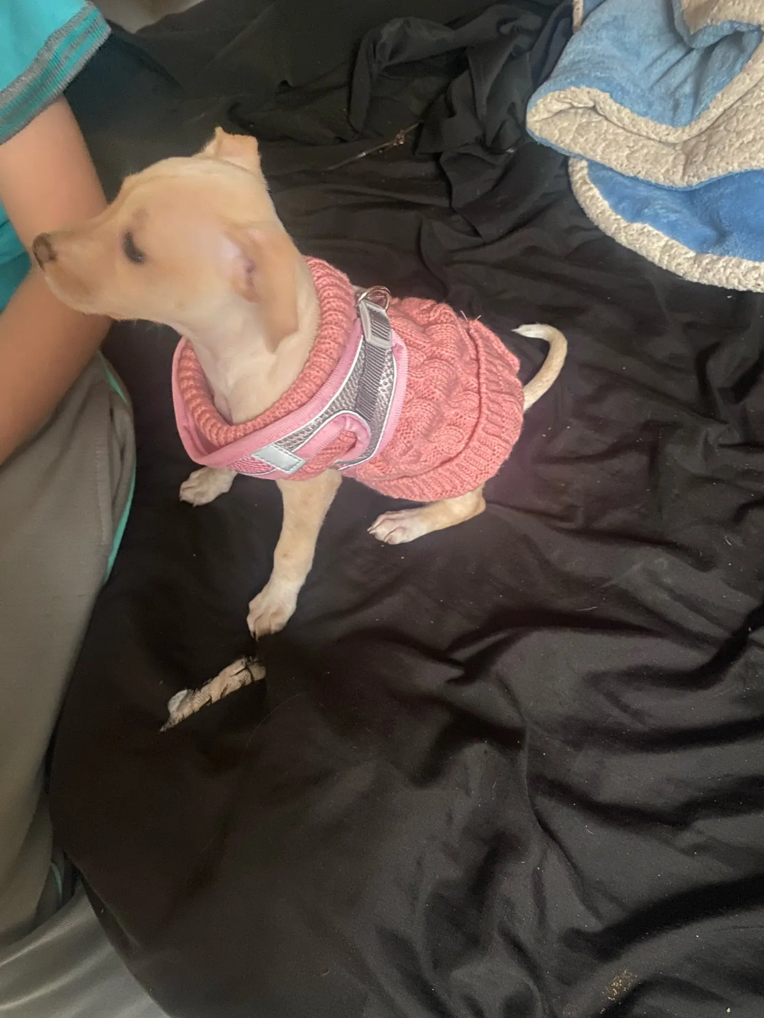 Harnais réglable pour petit chien et chat + laisse – Gilet pour Chihuahua, Bouledogue français, Carlin, promenade extérieure confortable photo review