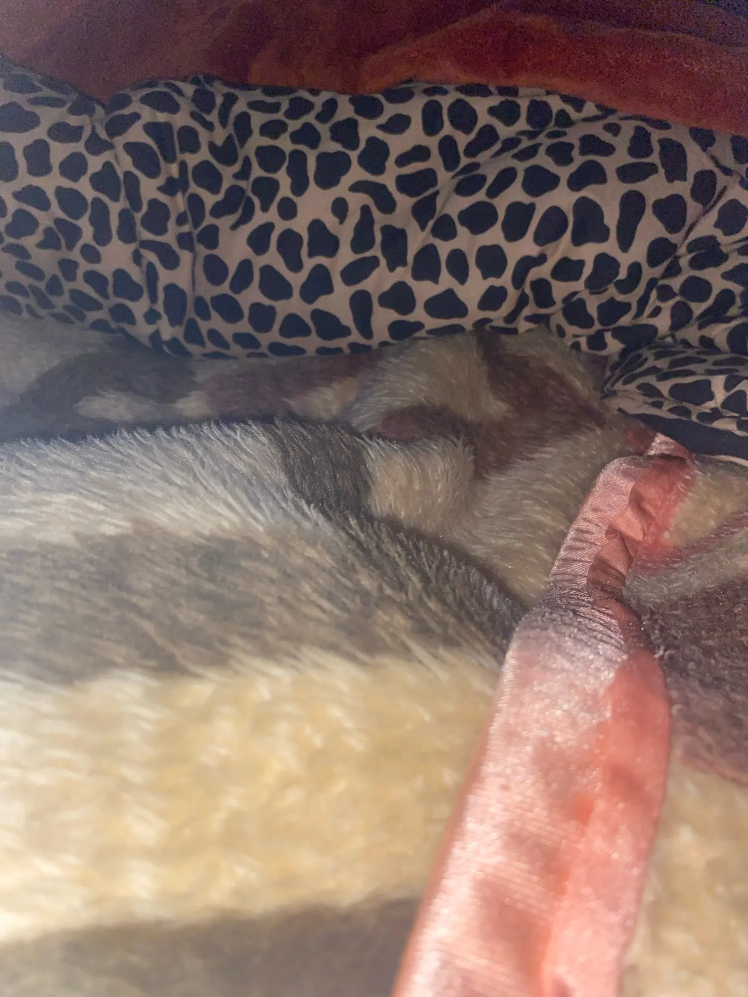 Summer Cat Dog Harness Lead Leash Adjustable Vest Polyester Mesh photo review