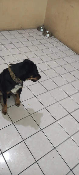 Rugged Tactical Gear: Military-Grade Collar & Bungee Leash for Large Dogs photo review