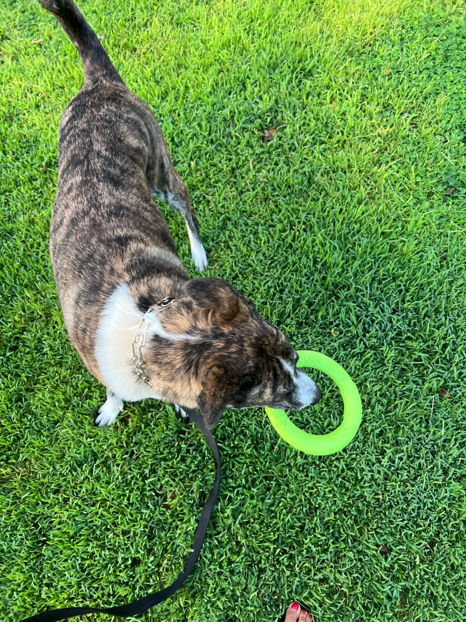 Dog Interactive Training Toy - Pull Ring photo review