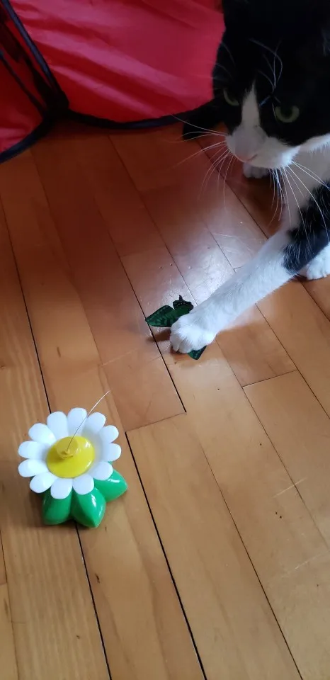 Automatic Electric Rotating Cat Toy - Colorful Butterfly Bird Animal Shapes - Interactive Pet Dog Kitten Training Toy photo review