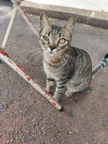 Máquininha De Cortar Cabelo e/ou Barbeador Portátil Aparador Barba 3915 bivolt Recarregável-ENVIO IMEDIATO PARA TODO BRASIL photo review