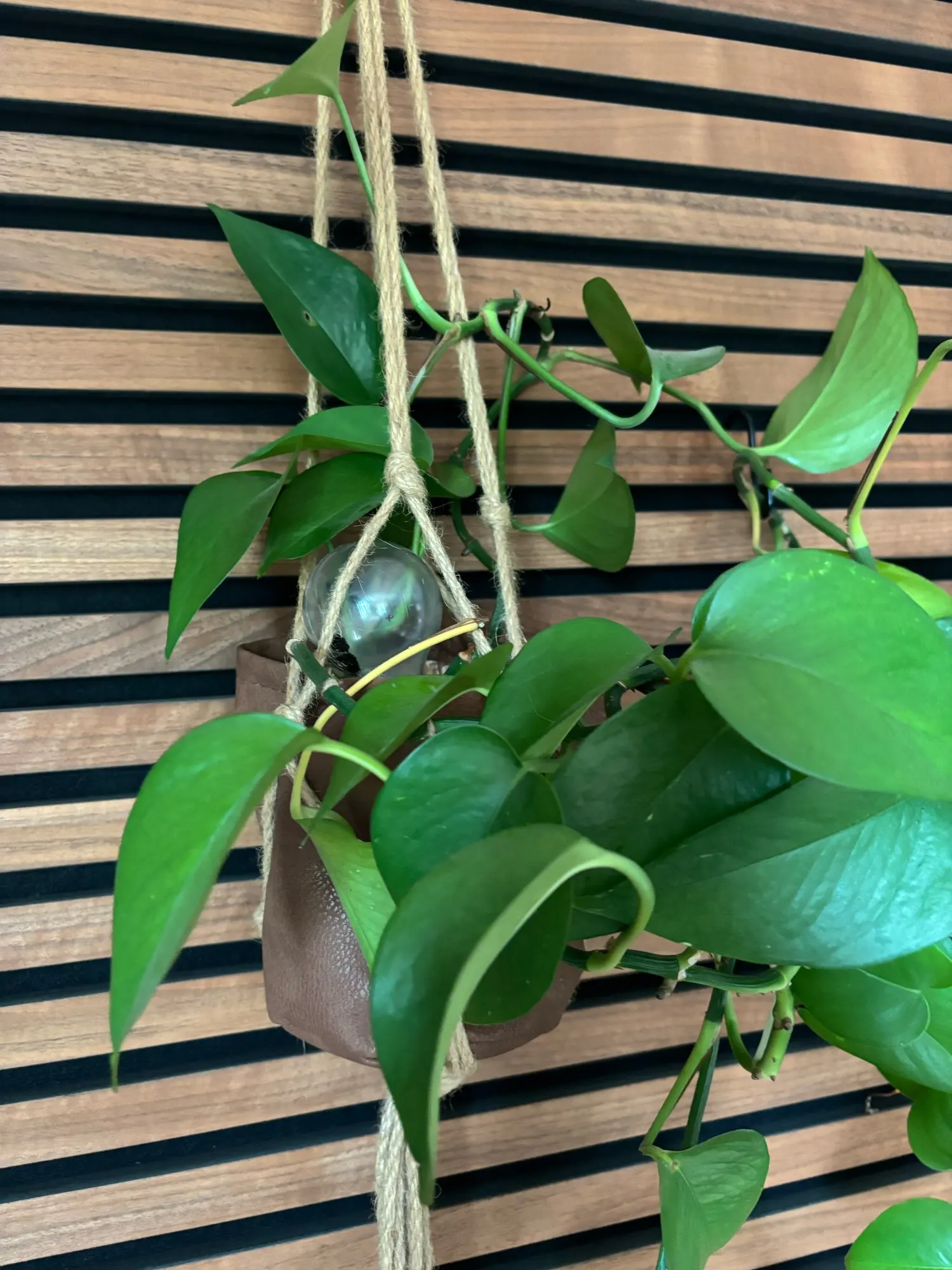Cutie Automatic Plant Waterer