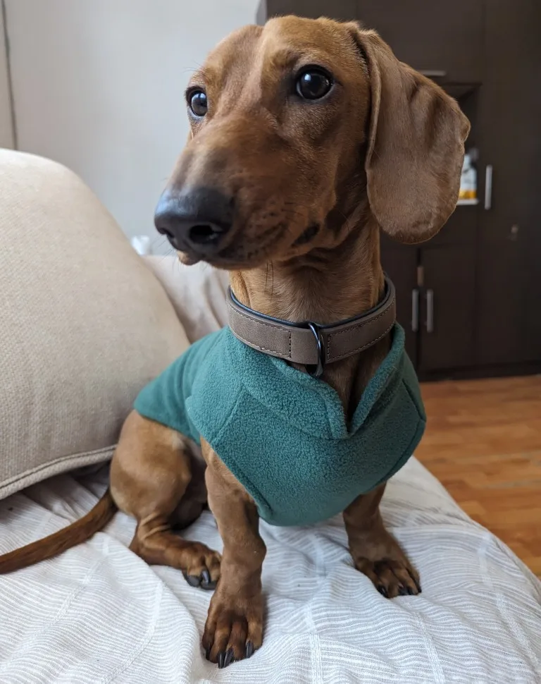 Cozy Canine Cloak: Warm Winter Vest for Small to Medium Dogs photo review