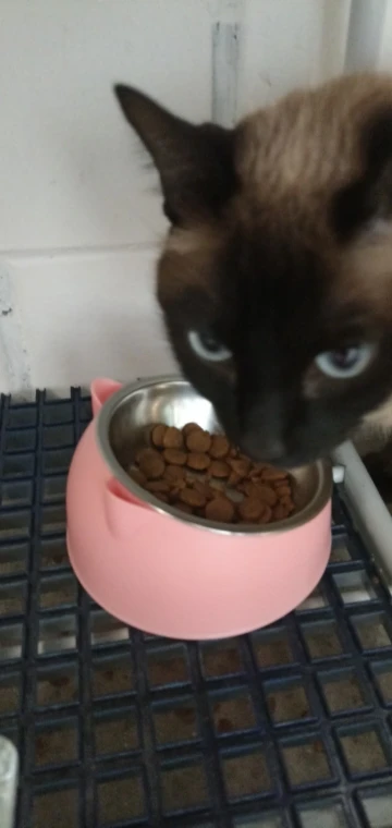 Comedero Anti Vuelco De Acero Inoxidable Para Gato