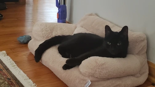 Pet Bed Sofa, customer photo