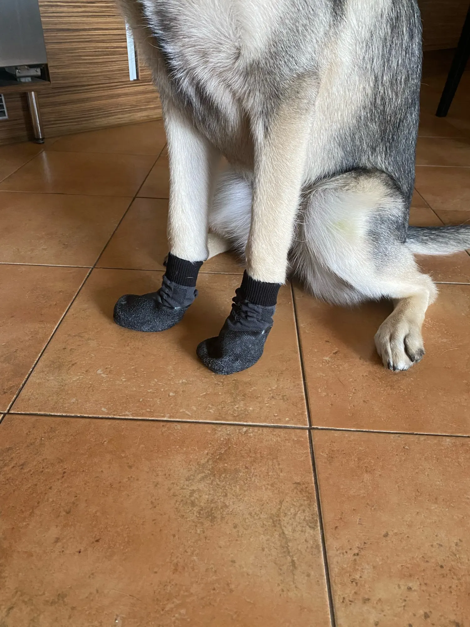 Dog Winter Shoes - Fashion And Personality photo review