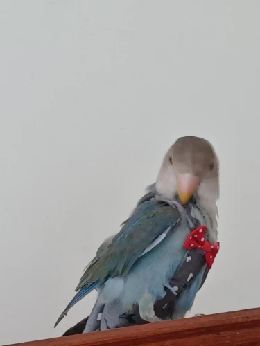 Parrot Diaper with Bowtie - Cute Colorful Fruit Floral Flight Suit for Pet Birds photo review