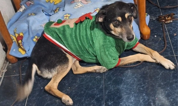 Peture® Reindeer Antlers & Santa Cloak