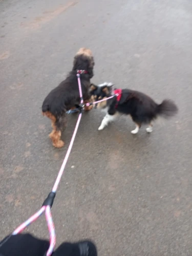 Adjustable Chain Toy Interactive Dog Leash, Harness and Leash Set with Printed Chest and Back Design, Ensuring Secure and Stylish Pet Traction photo review