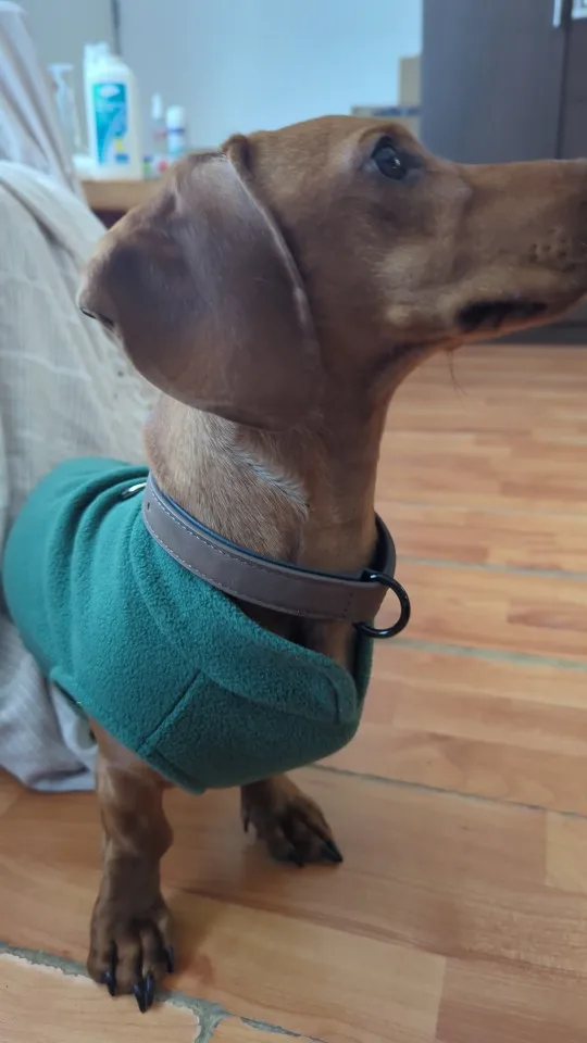 Padded Leather Collar for Dogs: Soft Comfort for Pitbulls, Labradors, German Shepherds, and More (Sizes S-XXL) photo review