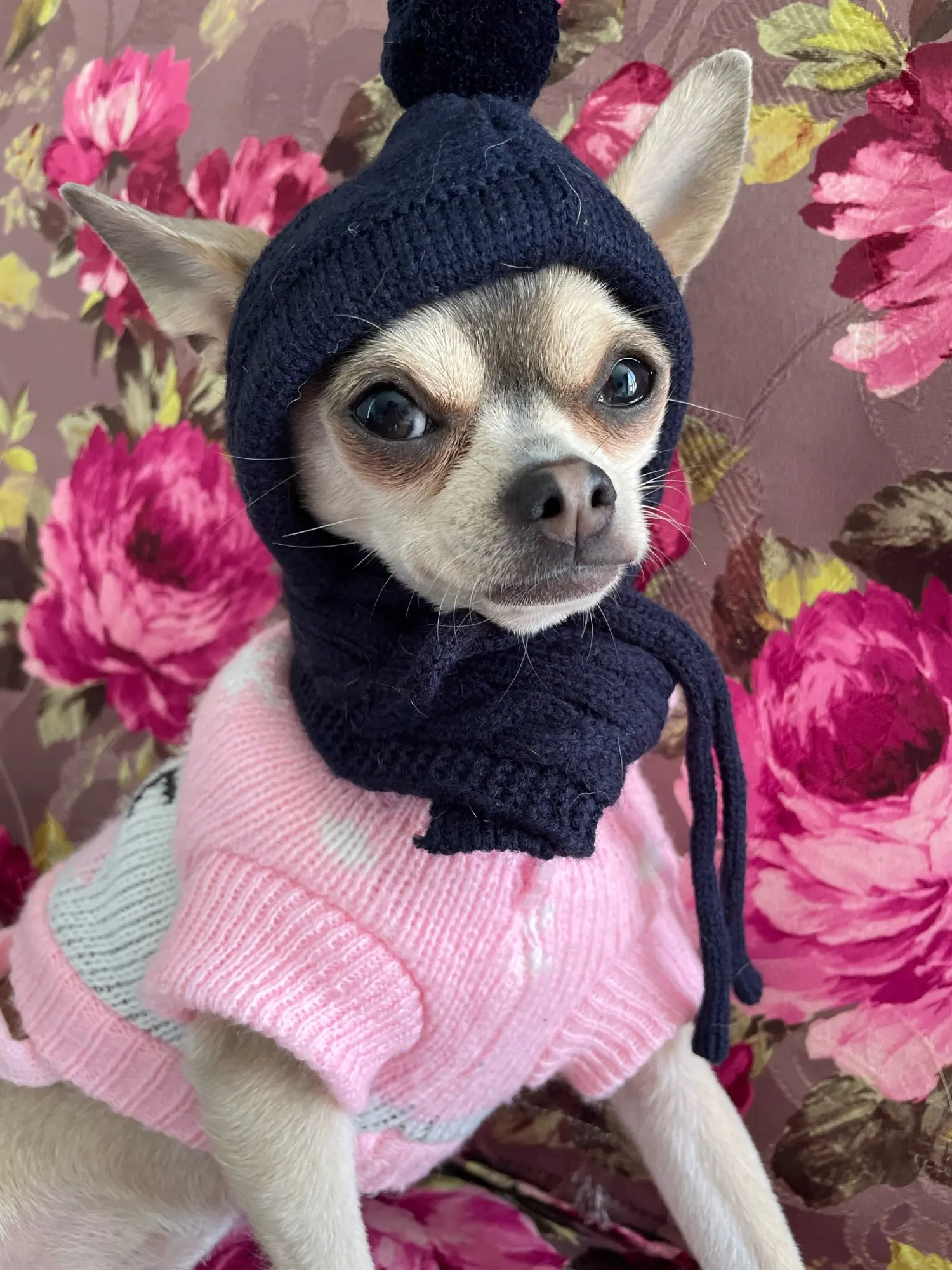 Set Of Warm Woolen Hat And Scarf For Dog In Winter photo review