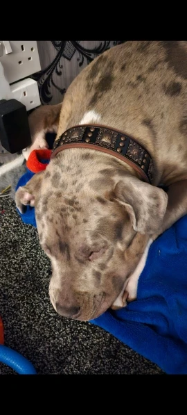 Spiked Swagger, Durable Leather Collar for Medium to Large Dogs photo review