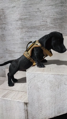 Arnés Para Perro