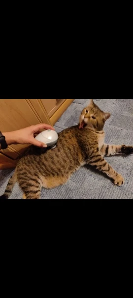 Cat Massager