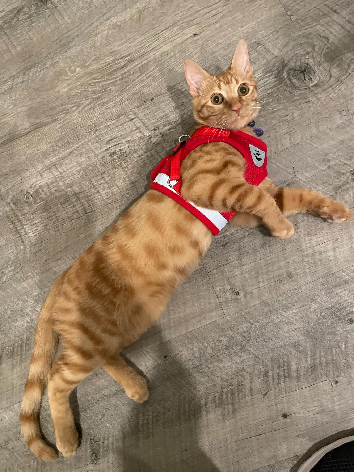 Purrfect Escape-Proof Breathable Cat Harness & Leash - Adjustable, Ref