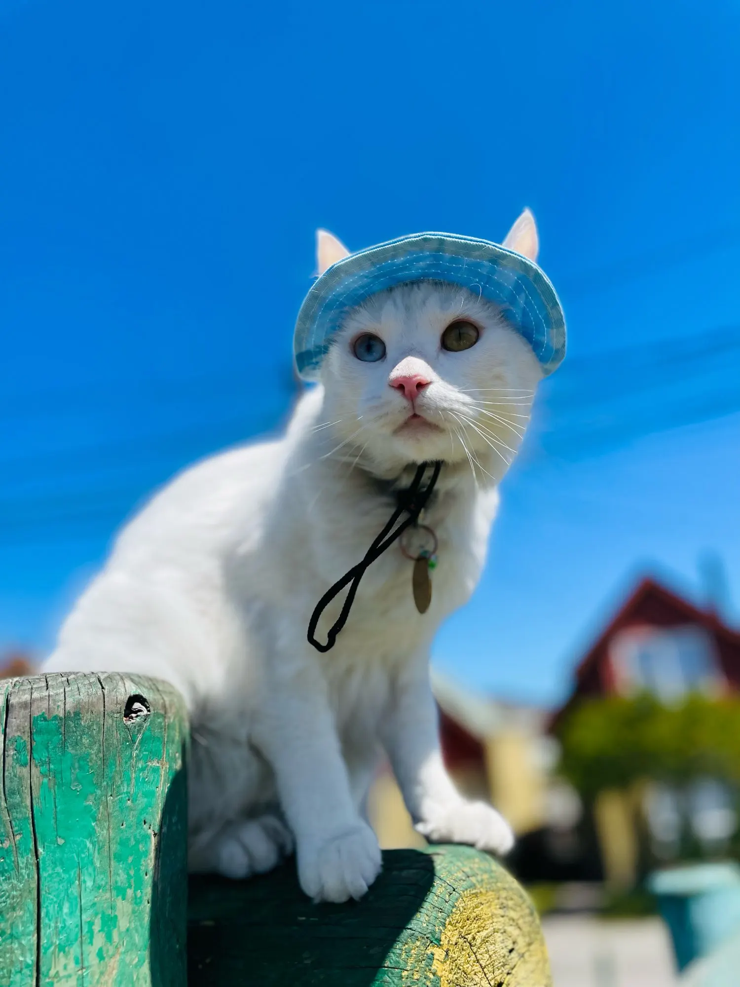 Sun Savvy Pet Cap Tie-Dye Baseball Hat with Ear Holes for Dogs and Cats photo review