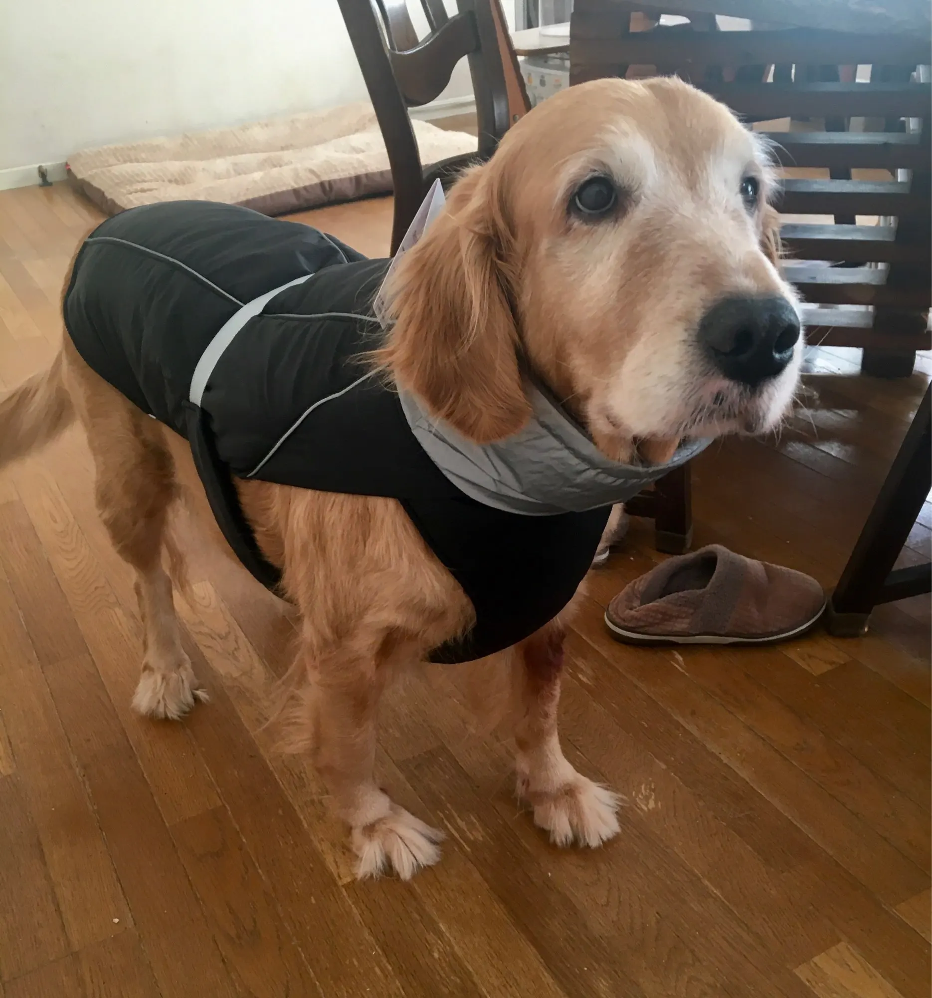 Cozy Canine Couture: Waterproof Luxury Winter Jacket with Reflective Safety for Dogs of All Sizes photo review