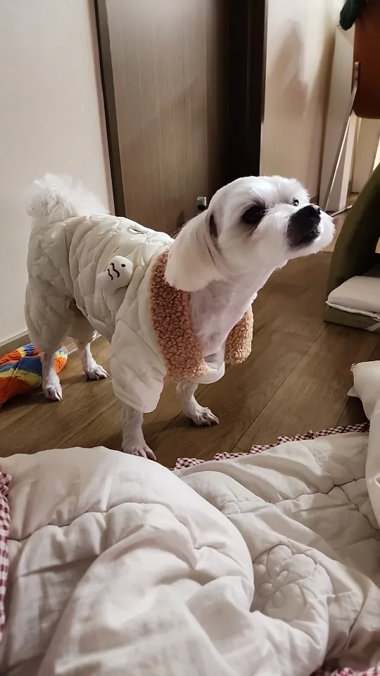 Teddy Warm: Stylish Winter Coat for Your Furry Friend photo review