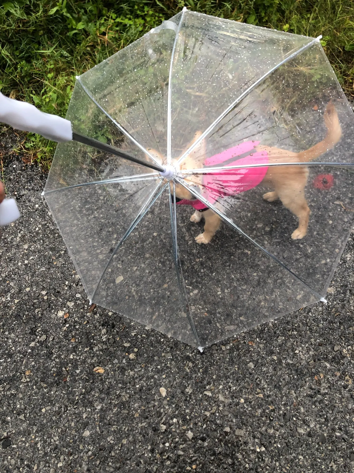 Parapluie pour chien pou mettre votre chien à l'abri des intempéries