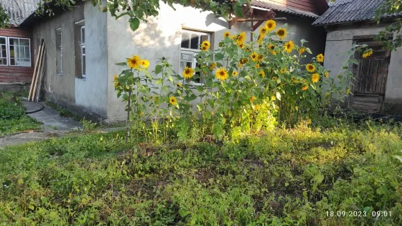 SOLAKAKA SM809 Wired RGB Gaming Mouse 22800 DPI MMO photo review