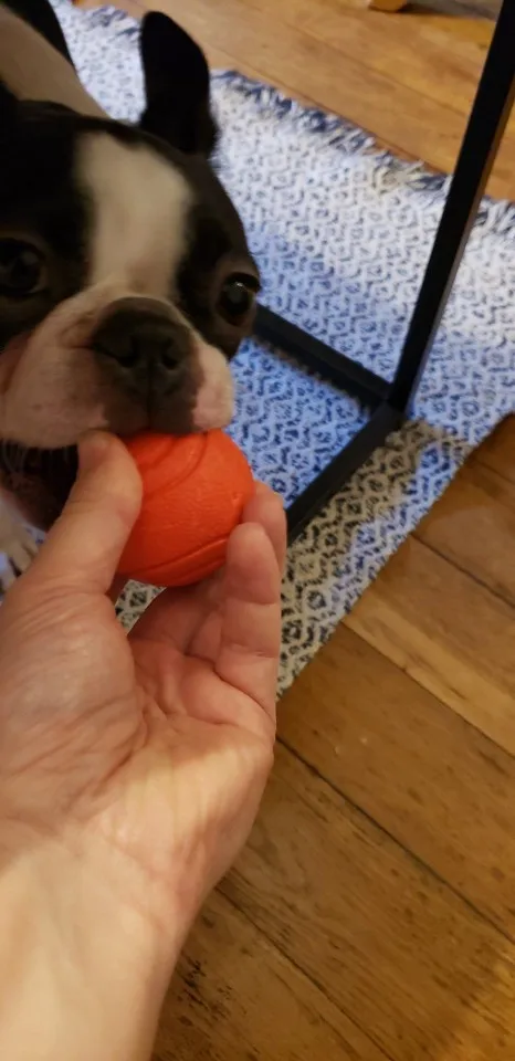 Bite-Resistant Rubber Ball Toy for Dogs, Available in Red Color and Various Sizes (S-XL), Perfect for Puppies, Teddies photo review