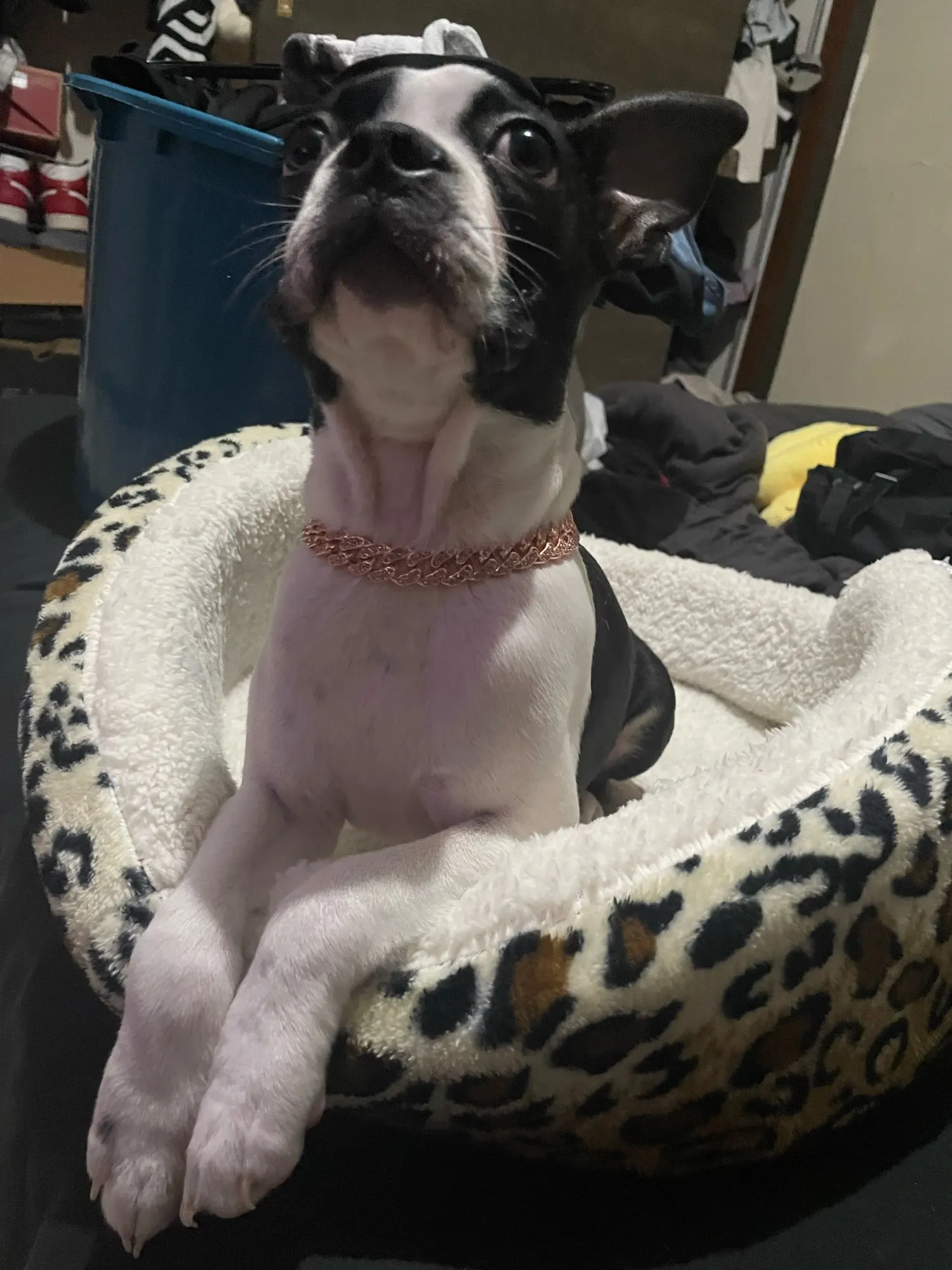 Pawsomenook™ - Crystal Collar Jewelry For Dogs And Cats.