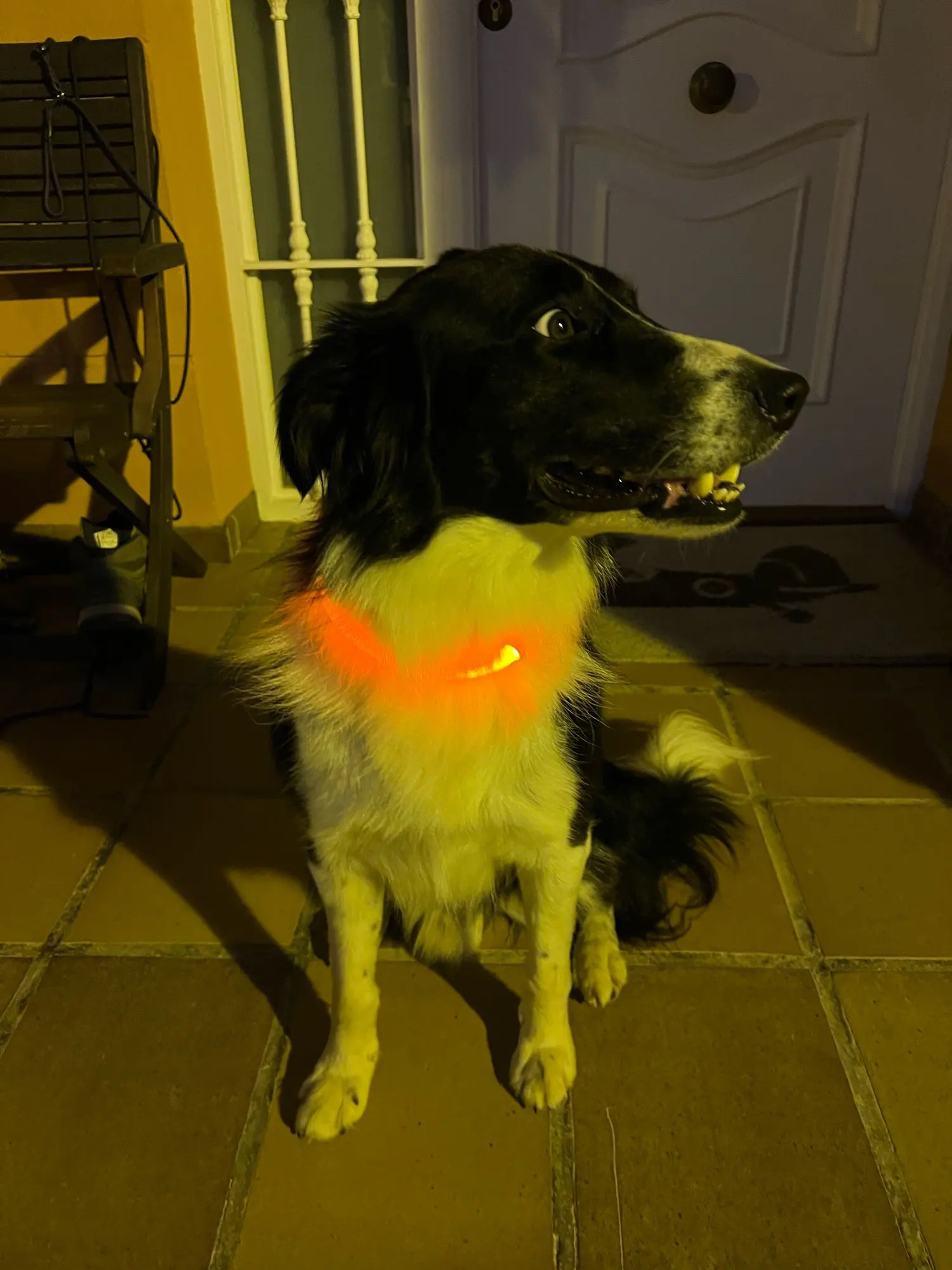 Dog LED-light Collar - Make Your Dog More Outstanding photo review
