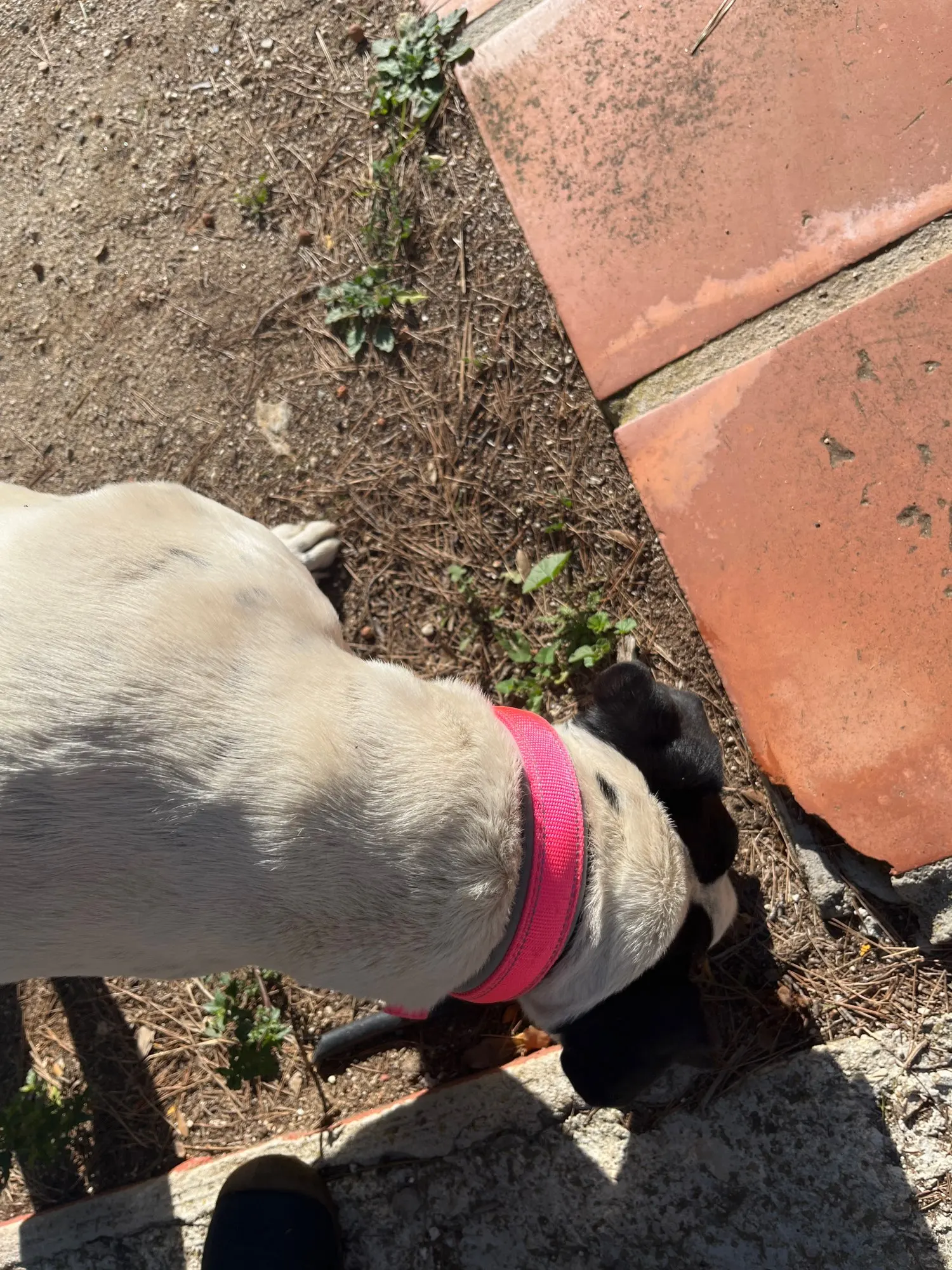 Glow Guard, Reflective Nylon Collar for Safe and Comfortable Walks photo review