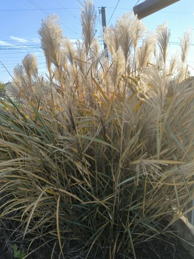 Cute Bear Ear Protection Hat photo review