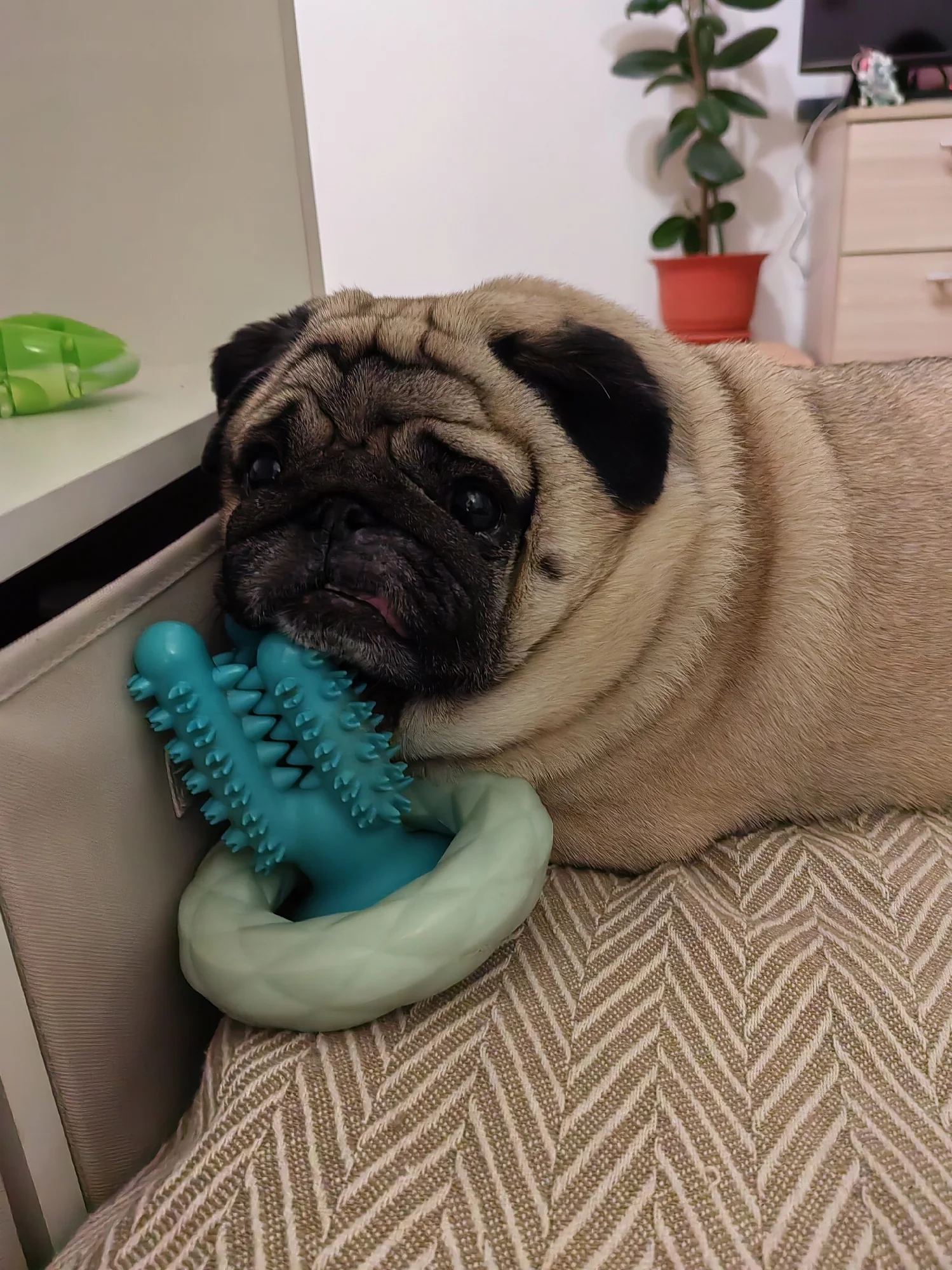 Interactive Dog Toothbrush Toy Best Pet Toys