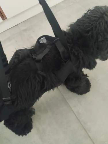 "Gentle Support Harness for Aging Dogs – Walk Together Again | The Loyal Heart"