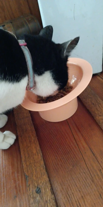 Large Capacity Pet Food Bowl - Featuring a 15-Degree Tilt Design, Shatterproof and BPA-Free Construction, Ensuring a Smooth Surface and Anti-Spill Functionality photo review