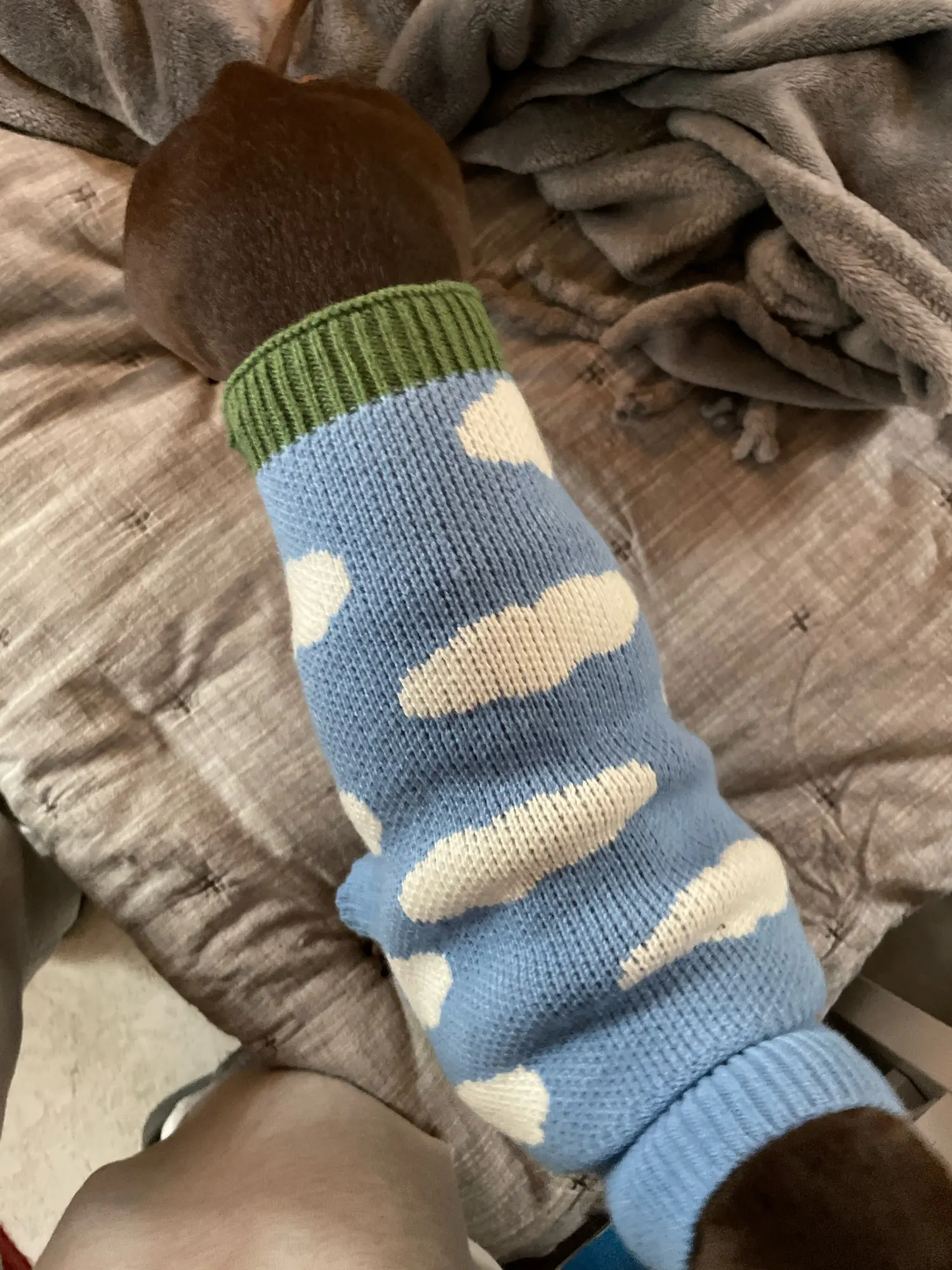 Warm Sweater for Dachshund photo review