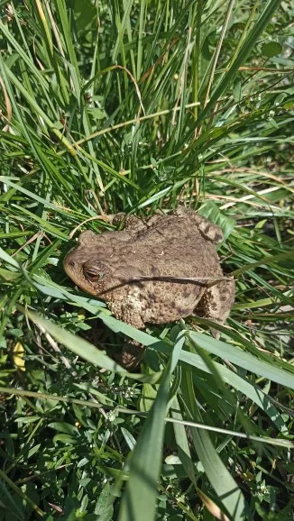 Luxe Polyester O-Neck Tee - Slim Fit Summer Essential photo review